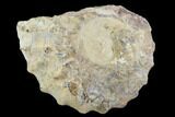 Cut/Polished Calycoceras Ammonite (Half) - Texas #93543-1